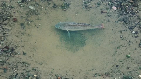 A tilapia clears a circular spawning nest on the stream bed. Stock Footage 341820665