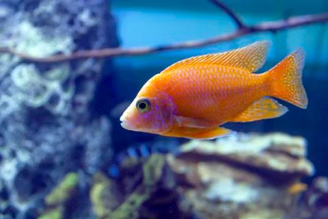 Tilapia Coptodon on blue background Stock Photos