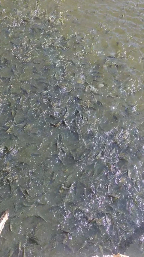 Tilapia Cultivation Video stock 171601581