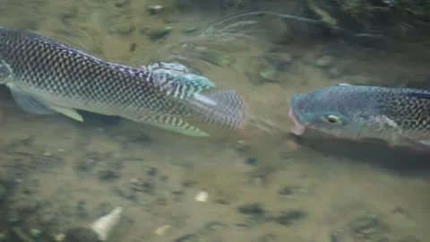 A tilapia enters another territory to forage for snails on the stream bed. Stock Footage 341818878