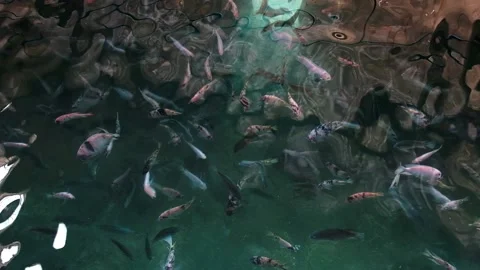 Tilapia farming Stock Footage 162574191