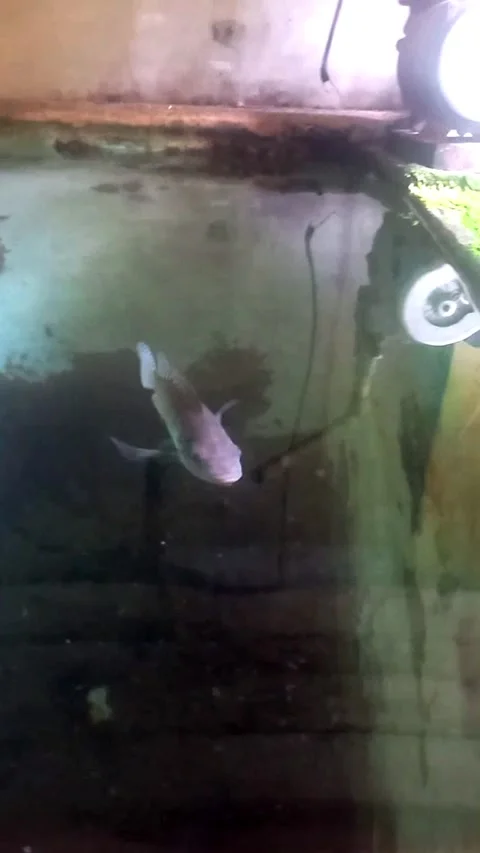 Tilapia Fish Being Fed Grains of Rice 스톡 동영상 342303154