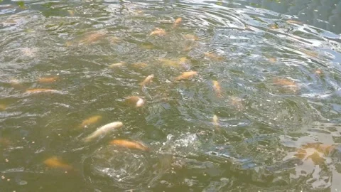 Tilapia fish fed in domestic Stock Footage 265453207