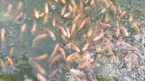 Tilapia Fish 스톡 동영상 210140340