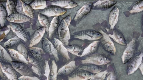 Tilapia fish Video stock 291775844