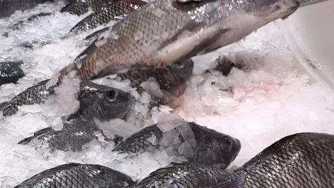 Tilapia fish Stock Footage 323830205