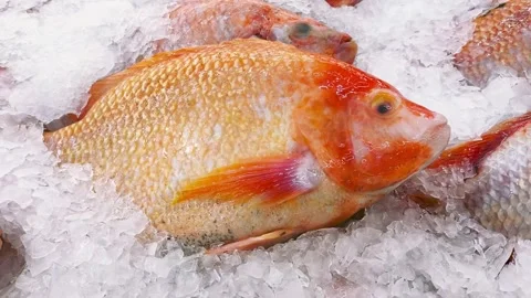 Tilapia fish Видео 339259493