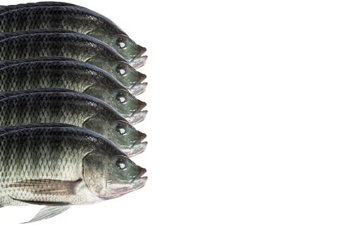 Tilapia fish isolate on white background Stock Photos