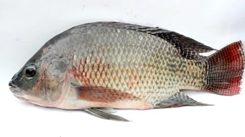 Tilapia fish isolated on white background Vídeo Stock 27844236