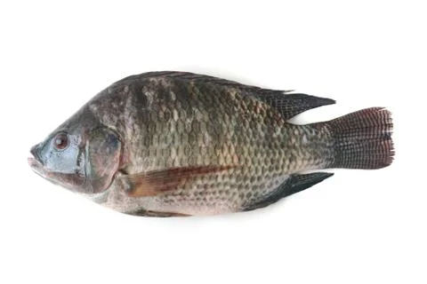 Tilapia fish Stock Photos