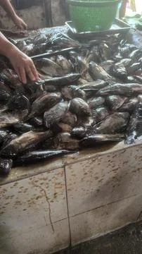 Tilapia fish Stock Photos