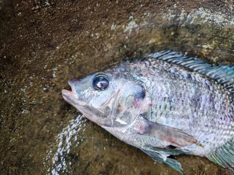 Tilapia fish Stock Photos