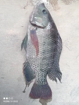 Tilapia fish Stock Photos