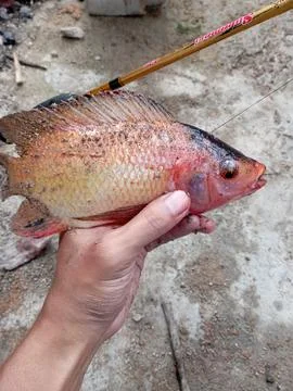 Tilapia Fish Stock Photos