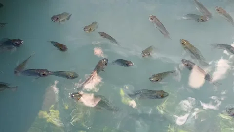Tilapia Fish Piping on Water Surface Due to Oxygen Depletion, Nile Aquacultur Stock Footage 343914548