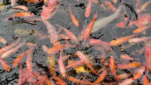Tilapia Fish Swimming Stock Footage 343639578