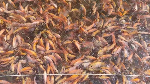 Tilapia fish trapped behind nets Stock Footage 264792084