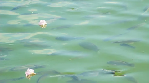 Tilapia fish under water Stockbeeldmateriaal 36357977