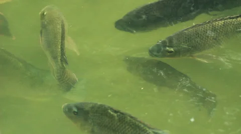 Tilapia fish under water Stockbeeldmateriaal 36508746