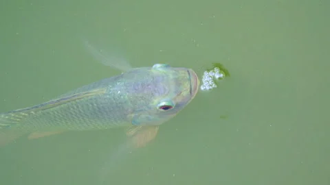 Tilapia fish in a water 스톡 동영상 291301169