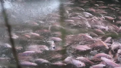 Tilapia fishes in a frenzy at a fish farm Stock Footage
