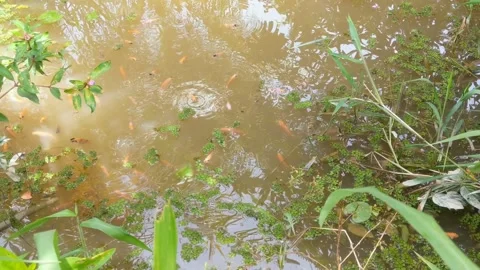Tilapia fry emerging from the pond Stock Footage 317392092