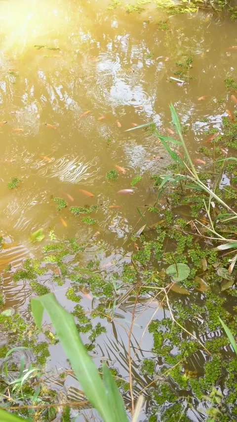 Tilapia fry emerging from the pond Stock Footage 317392129