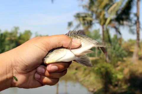 Tilapia in hand Foto stock