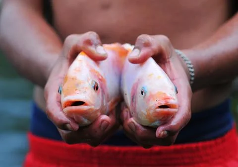 Tilapia in hands Stock Photos