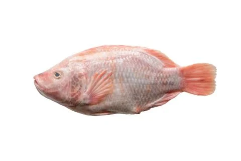Tilapia isolated on white background Stock Photos