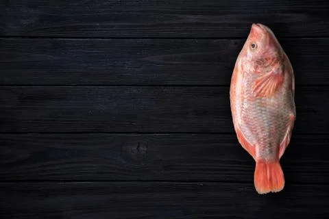 Tilapia isolated on white background Stock Photos