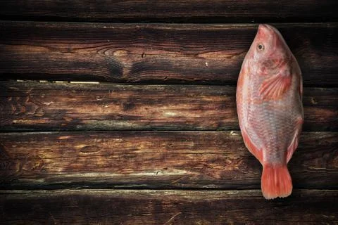 Tilapia isolated on white background Stock Photos