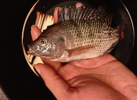 A tilapia in the palm Stock Photos