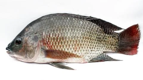 Tilapia Stock Photos