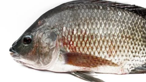 Tilapia Stock Photos