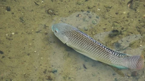 A tilapia swims sideways when swimming in a shallow stream. Stock Footage 341821439