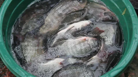 Tilapia in the Water Stock Footage