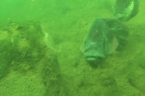 Tilapia2 ntsc Stock Footage 2229424