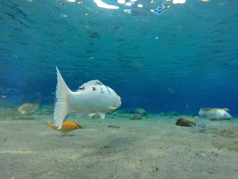 Tilapia,In,A,Clear,Pond Foto stock