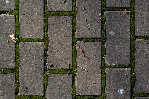 Tile background, outdoor tile with moss. View from above Stock Photos