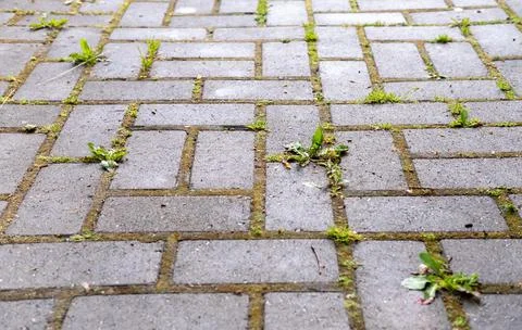The tile path is overgrown with weeds. Stock Photos