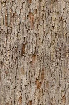 Tileable tree bark texture Stock Photos