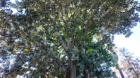 Tiled down shot of a giant tree from top to bottom Stock Footage 296708791