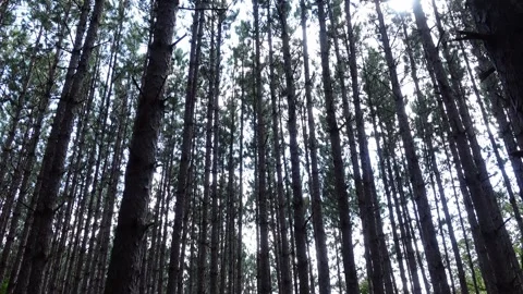 Tiled up shot of a tall pine tree forest Stock-Footage 252153555