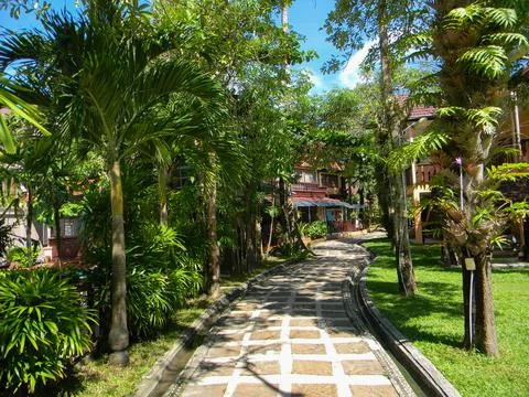 Tiled sidewalk among greenery and palm trees Stock Photos