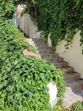 Tiled stone steps to an iron gate with vine-covered walls Stock Photos