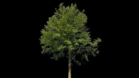 Tilia Isolated Tree Stock Footage 107782504