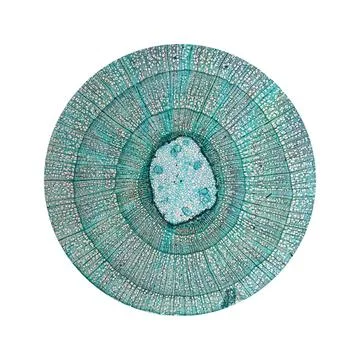 Tilia stem micrograph Light photomicrograph of tilia stem cross section se... Stock Photos