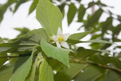 Tiliaceae on tree Stock Photos