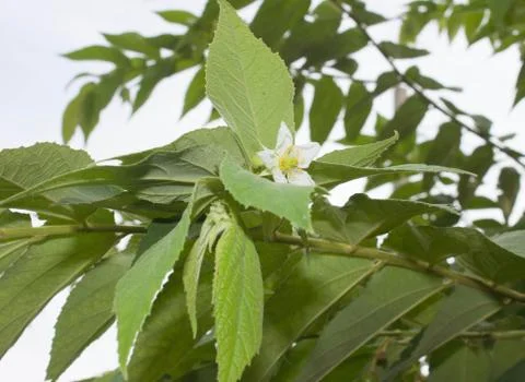 Tiliaceae on tree Stock Photos